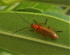 Rhagonycha fulvaliena