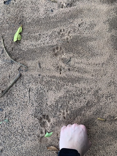 Mountain Lion