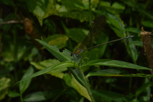 plain flashwing
