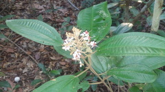 Miconia stenostachya