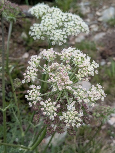 Laserpitium halleri, photograph 2
