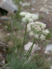 Laserpitium halleri, photograph (c) Franco Folini, some rights reserved (CC BY)