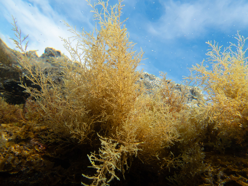 Gongolaria abies-marina observed 2026-06-25