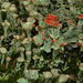 Spindles and Structured Lichens - Photo (c) copepodo, some rights reserved (CC BY-NC-ND)