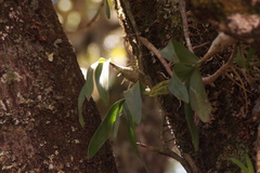 Prosthechea karwinskii