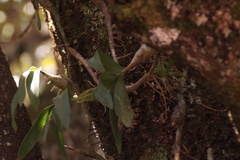Prosthechea karwinskii, photograph (c) Carlos Domínguez-Rodríguez, some rights reserved (CC BY)