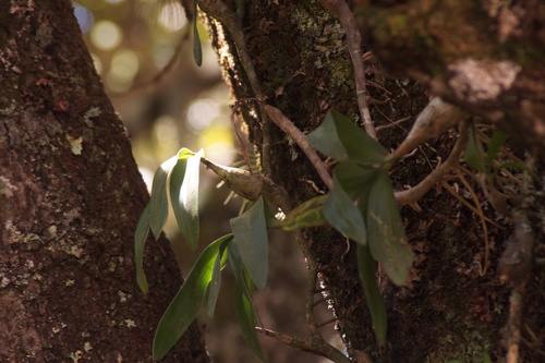 Prosthechea karwinskii, photograph 1