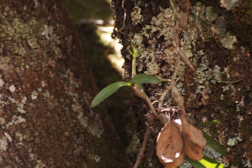 Prosthechea karwinskii, photograph 3