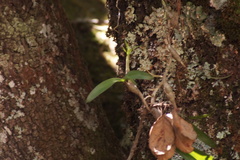 Prosthechea karwinskii, photograph (c) Carlos Domínguez-Rodríguez, some rights reserved (CC BY)