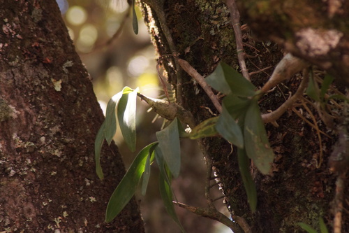 Prosthechea karwinskii, photograph 4