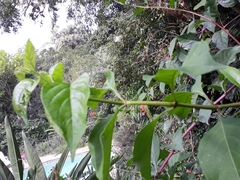Ruspolia hypocrateriformis australis