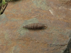 Alinda biplicata