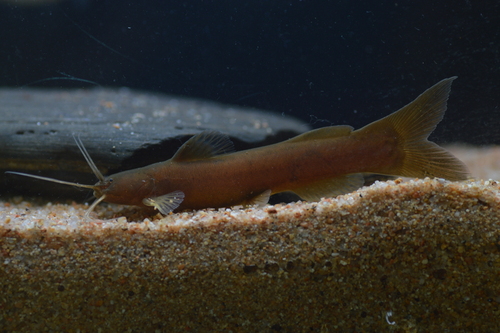 Stinging Torrent Catfish