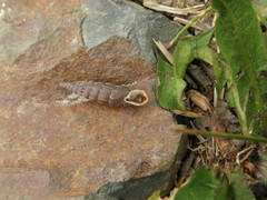 Alinda biplicata