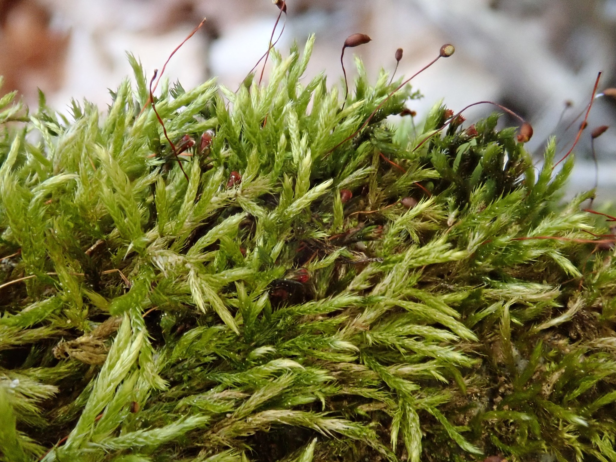 Sciuro-hypnum populeum