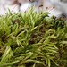 Matted Feather-Moss - Photo (c) Christian Berg, some rights reserved (CC BY), uploaded by Christian Berg