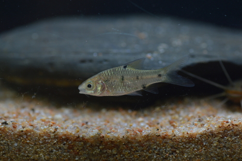 Rhombic Barb