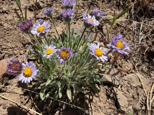 Erigeron poliospermus, photograph 4