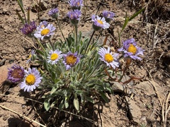 Erigeron poliospermus, photograph (c) James H. Thomas, some rights reserved (CC BY)
