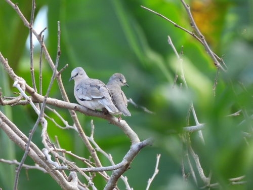 Picuí Ground Dove