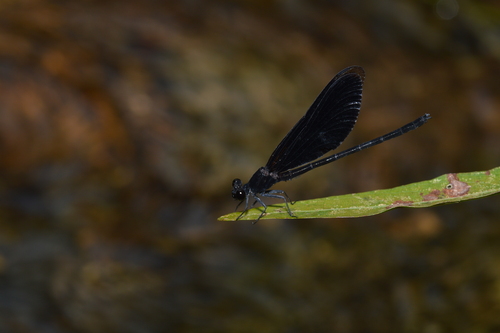 Euphaea masoni