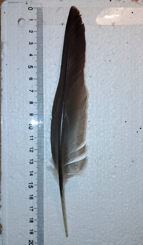 Plume de Cormoran huppé