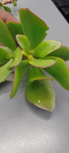 jade plant