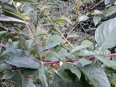 Ruspolia hypocrateriformis australis