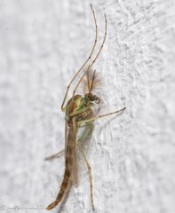 Chironomidae
