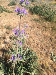 Salvia carduacea