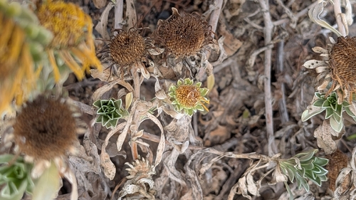 Asteriscus intermedius, photograph 1