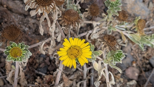 Asteriscus intermedius, photograph 2