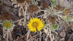 Asteriscus intermedius, photograph author not stated, no rights reserved