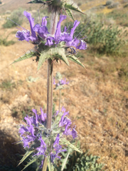 Salvia carduacea