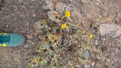 Asteriscus intermedius, photograph author not stated, no rights reserved