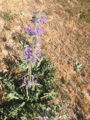 Salvia carduacea