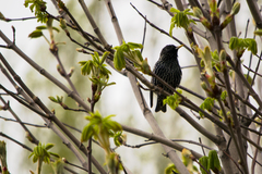 Sturnus vulgaris