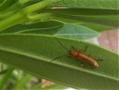 Rhagonycha fulvaliena