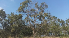 Cedrela odorata