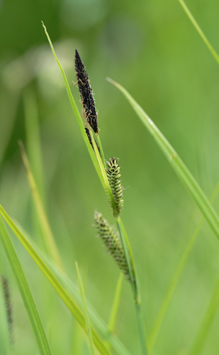 iNaturalist observation photo of true sedges