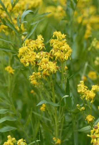 iNaturalist observation photo of Arrowleaf Senecio
