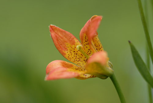 iNaturalist observation photo of Sierra Tiger Lily