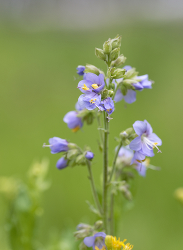 iNaturalist observation photo of western Jacob's ladder