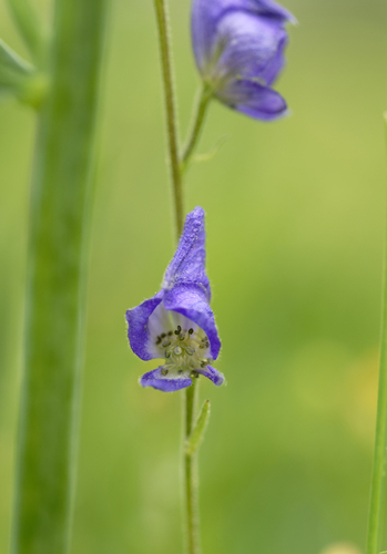 iNaturalist observation photo of Columbian Monkshood