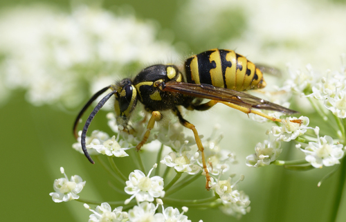 iNaturalist observation photo of Common Aerial Yellowjacket