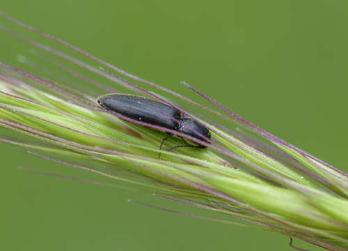 iNaturalist observation photo of Click Beetles