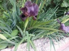 Iris atrofusca