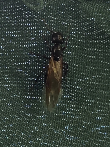 Hercules Carpenter Ant