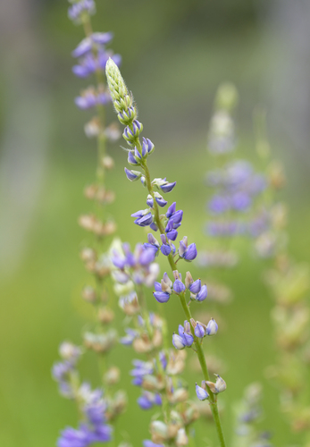 iNaturalist observation photo of lupines
