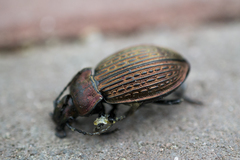 Carabus ulrichii